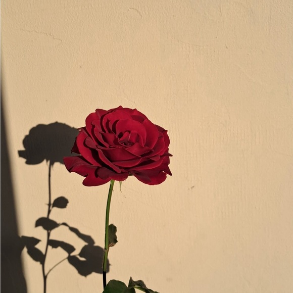 Meet your Posher, Emerald - Picture 1 of 1